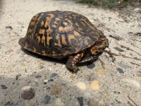 Eastern box turtle, Unexpected Wildlife Refuge photo