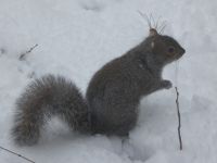 Eastern gray squirrel in snow, Unexpected Wildlife Refuge photo