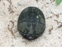 Eastern mud turtle, Unexpected Wildlife Refuge photo