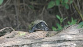 Eastern mud turtle on log in main pond, Unexpected Wildlife Refuge photo