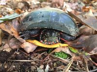 Eastern painted turtle, Unexpected Wildlife Refuge photo