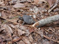 Eastern painted turtle hatchling, Unexpected Wildlife Refuge photo