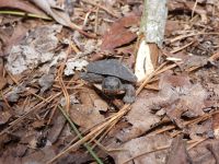 Eastern painted turtle hatchling, Unexpected Wildlife Refuge photo