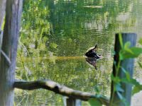 Eastern painted turtle, Unexpected Wildlife Refuge photo