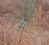 Eastern phoebe at Miller Pond, Unexpected Wildlife Refuge photo