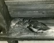 Eastern phoebe family, Unexpected Wildlife Refuge photo