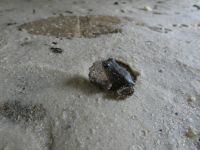 Eastern spadefoot toad, Unexpected Wildlife Refuge photo