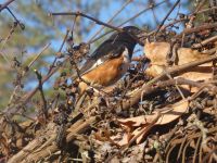 Eastern towhee, Unexpected Wildlife Refuge photo