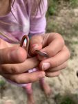 Eastern wormsnake, Unexpected Wildlife Refuge photo