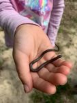 Eastern wormsnake, Unexpected Wildlife Refuge photo