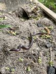 Eastern wormsnake, Unexpected Wildlife Refuge photo
