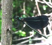 Ebony jewelwing damselfly, Unexpected Wildlife Refuge photo