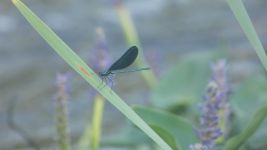 Ebony jewelwing damselfly on pickerelweed, Unexpected Wildlife Refuge photo