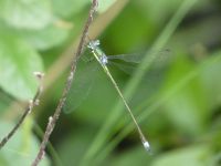 Elegant spreadwing damselfly, Unexpected Wildlife Refuge photo