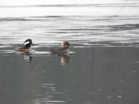 Hooded mergansers, Unexpected Wildlife Refuge photo