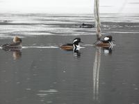 Hooded mergansers, Unexpected Wildlife Refuge photo