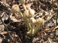 Fern shoots, Unexpected Wildlife Refuge photo by Dave Sauder