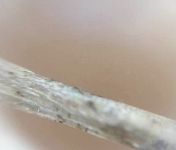 Fish bone from eagle pellet, Unexpected Wildlife Refuge photo