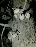 'Flying' squirrels, courtesy Al Francesconi