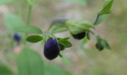 Forked bluecurls, Unexpected Wildlife Refuge photo