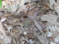 Fowler's toad baby, photo by Dave Sauder