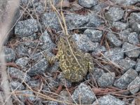 Fowler's toad at Miller Pond, Unexpected Wildlife Refuge photo