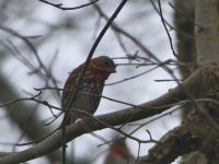 Fox sparrow, Unexpected Wildlife Refuge photo