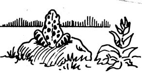 Frog drawing by Hope Sawyer Buyukmihci, Refuge co-founder