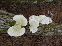 Fungi on fallen tree, Unexpected Wildlife Refuge photo