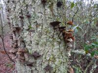 Fungi growing on tree at Muddy Bog, Unexpected Wildlife Refuge photo