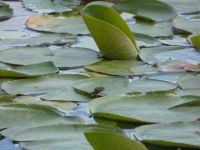 Male giant water bug with eggs on back, Unexpected Wildlife Refuge photo