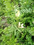 Goat's rue, Unexpected Wildlife Refuge photo