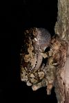 Gray tree frog, photo by Ed Abbot