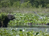 Great blue heron in flight over main pond, turtles in background, Unexpected Wildlife Refuge photo