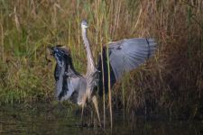 Great blue heron in main pond, photo by J Amsterdam