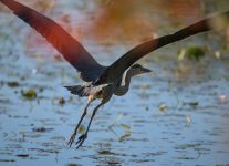 Great blue heron in main pond, photo by J Amsterdam