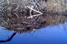 Unexpected Wildlife Refuge photo