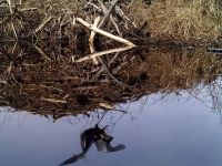 Unexpected Wildlife Refuge photo