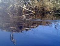 Unexpected Wildlife Refuge photo