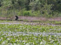 Great blue herons and red-winged blackbird, main pond, photo by Leor Veleanu