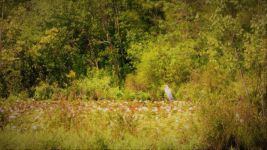 Great egret in main pond, Unexpected Wildlife Refuge photo