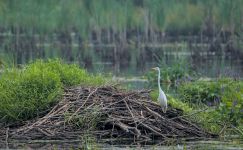 Great egret on beaver lodge, photo by Jeremy Amsterdam