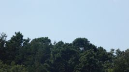 Great egret in tree, Unexpected Wildlife Refuge photo