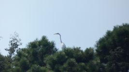 Great egret in tree, Unexpected Wildlife Refuge photo