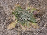 Great mullein, Unexpected Wildlife Refuge photo