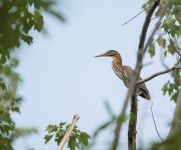 Green heron juvenile, photo by Jeremy Amsterdam
