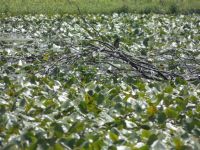 Adult green heron at main pond, Unexpected Wildlife Refuge photo
