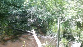 Green heron at Otter Dam, trail camera photo