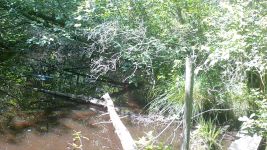 Green heron at Otter Dam, trail camera photo