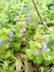 Ground ivy, Unexpected Wildlife Refuge photo